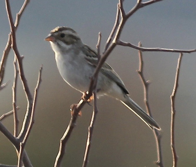 Clay-colored Sparrow - ML549139581