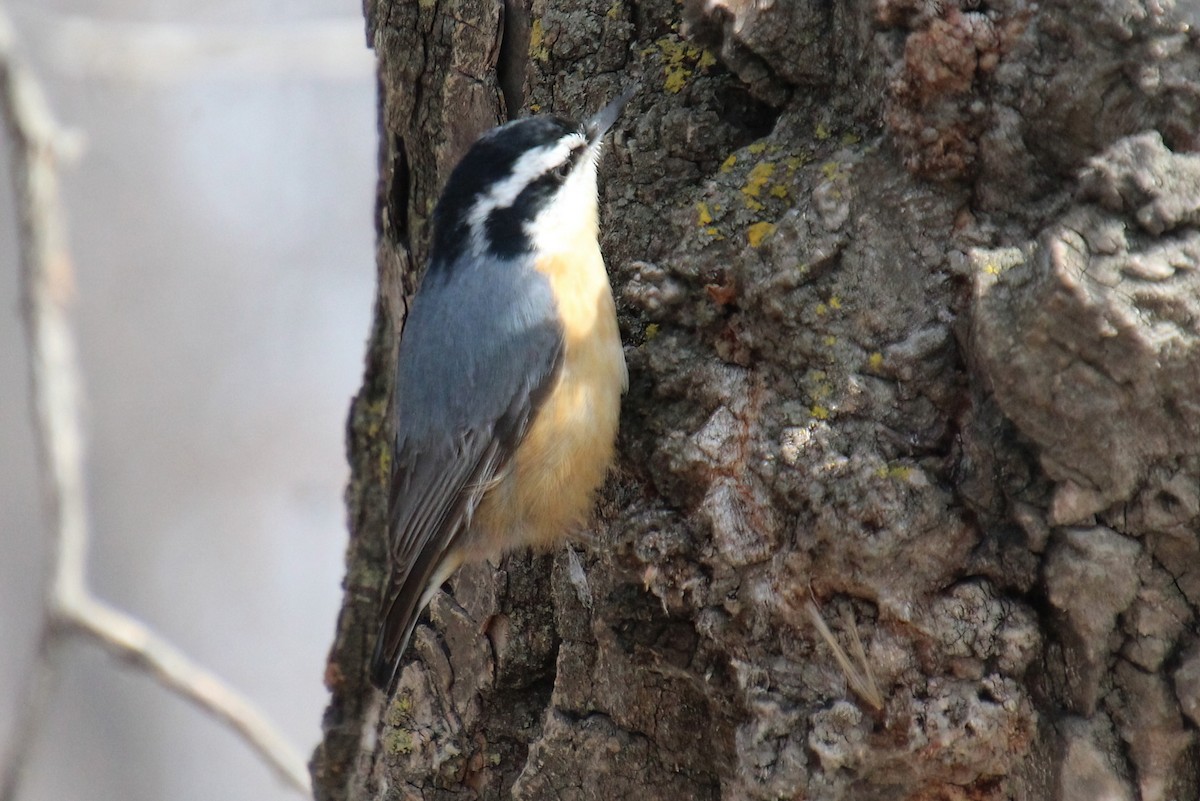 Red-breasted Nuthatch - ML549139601