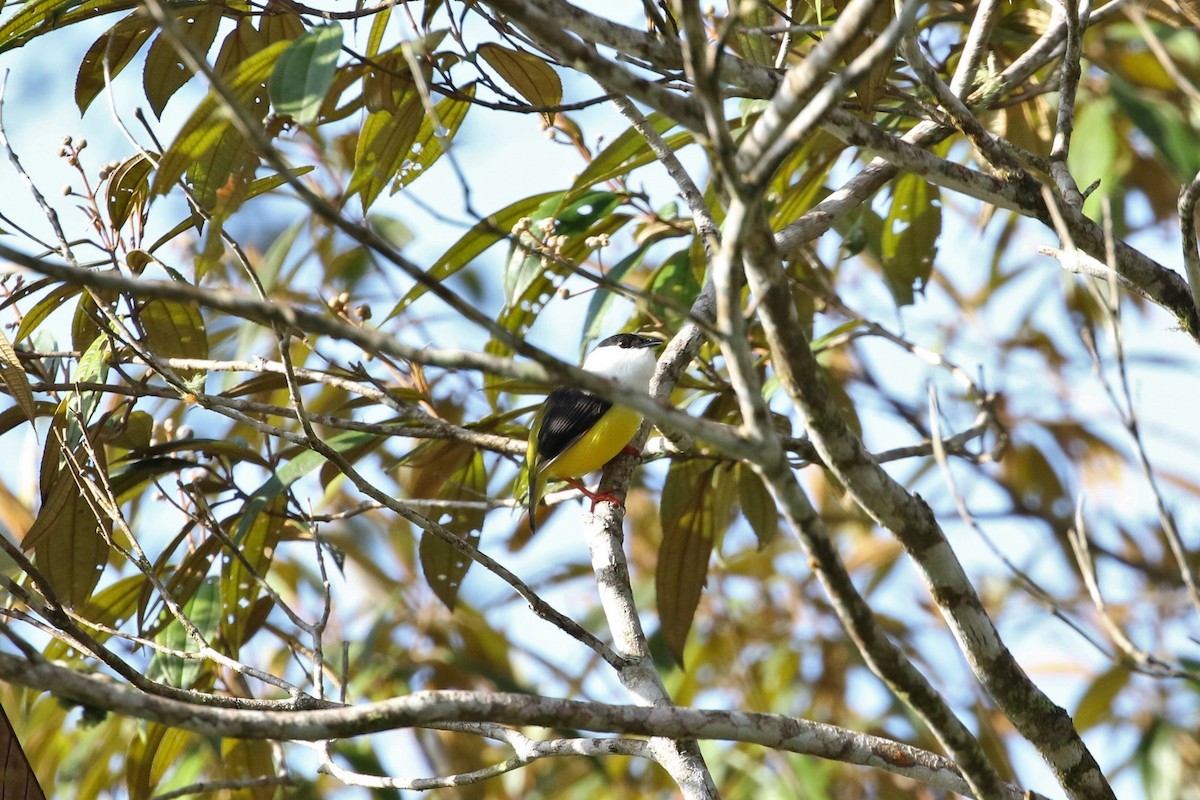 White-collared Manakin - ML549141831