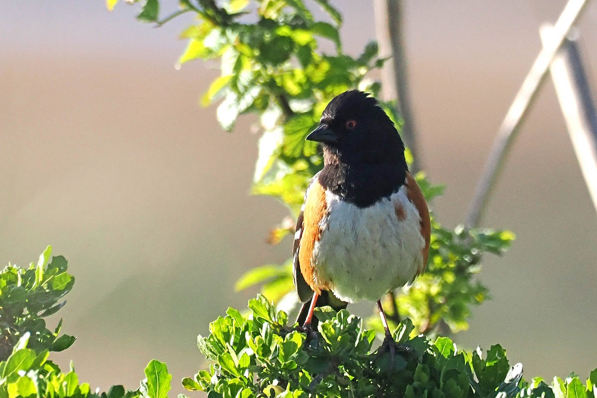 Spotted Towhee - ML549145541