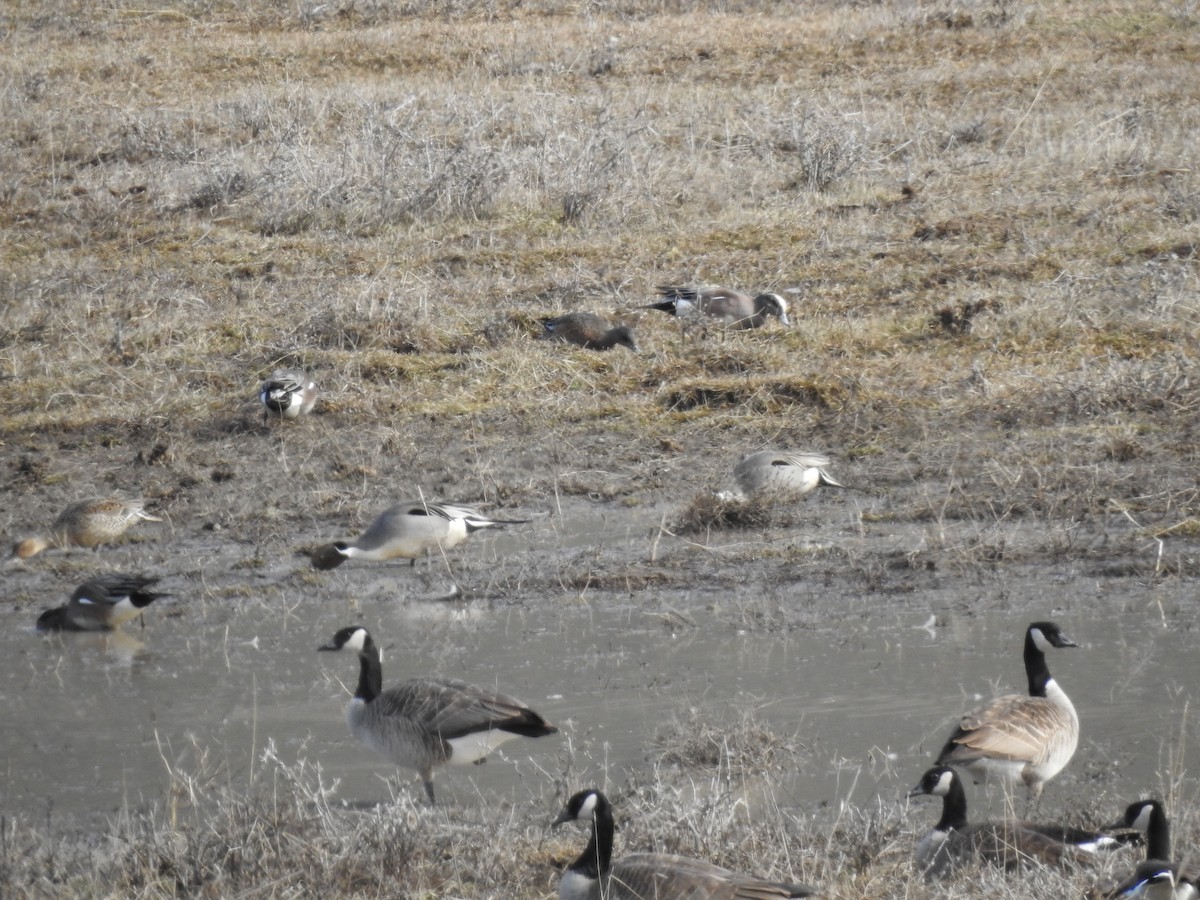eBird Checklist 18 Mar 2023 KamloopsShuswap Rd 11 species