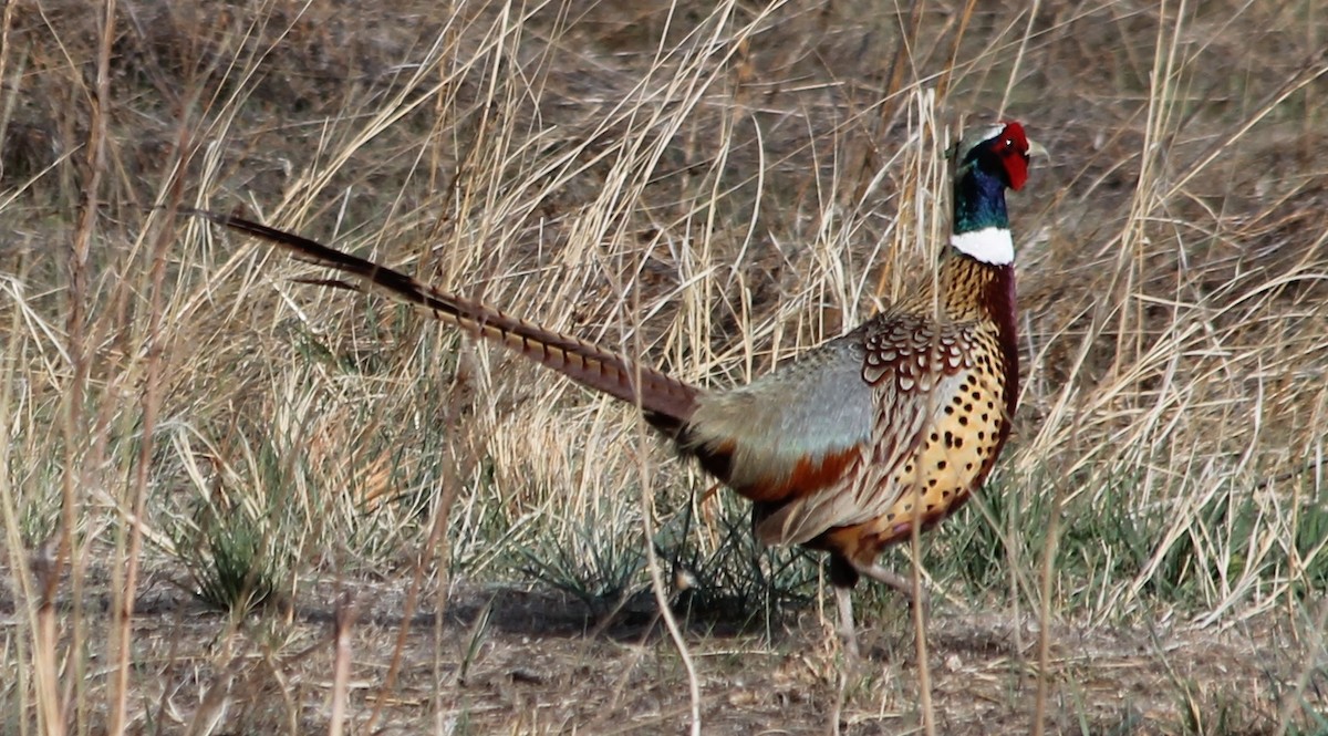 Ring-necked Pheasant - Lorraine Lanning