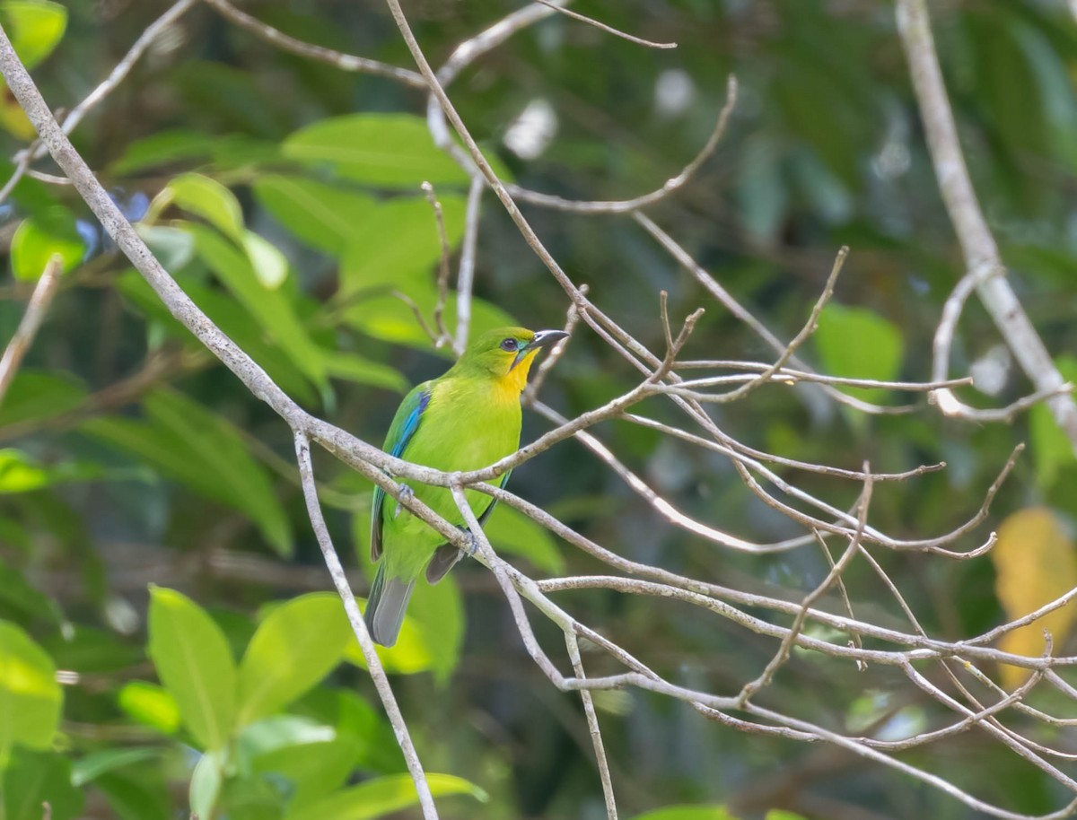 Yellow-throated Leafbird - ML549152531