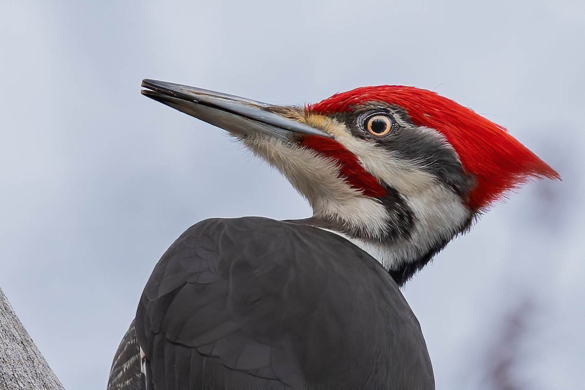 Pileated Woodpecker - Bill Millett