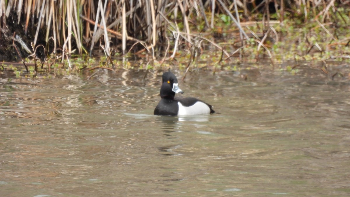 Ring-necked Duck - ML549154671