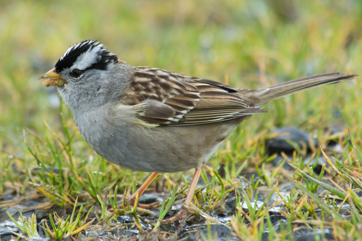 White-crowned Sparrow - Joshua Little