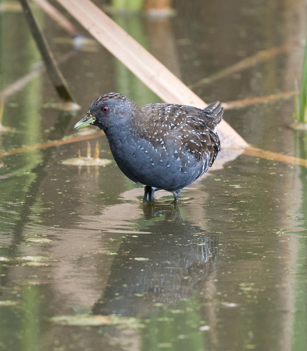 Australian Crake - ML549157421