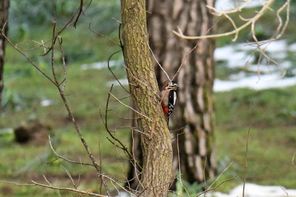 Great Spotted Woodpecker - ML549158951