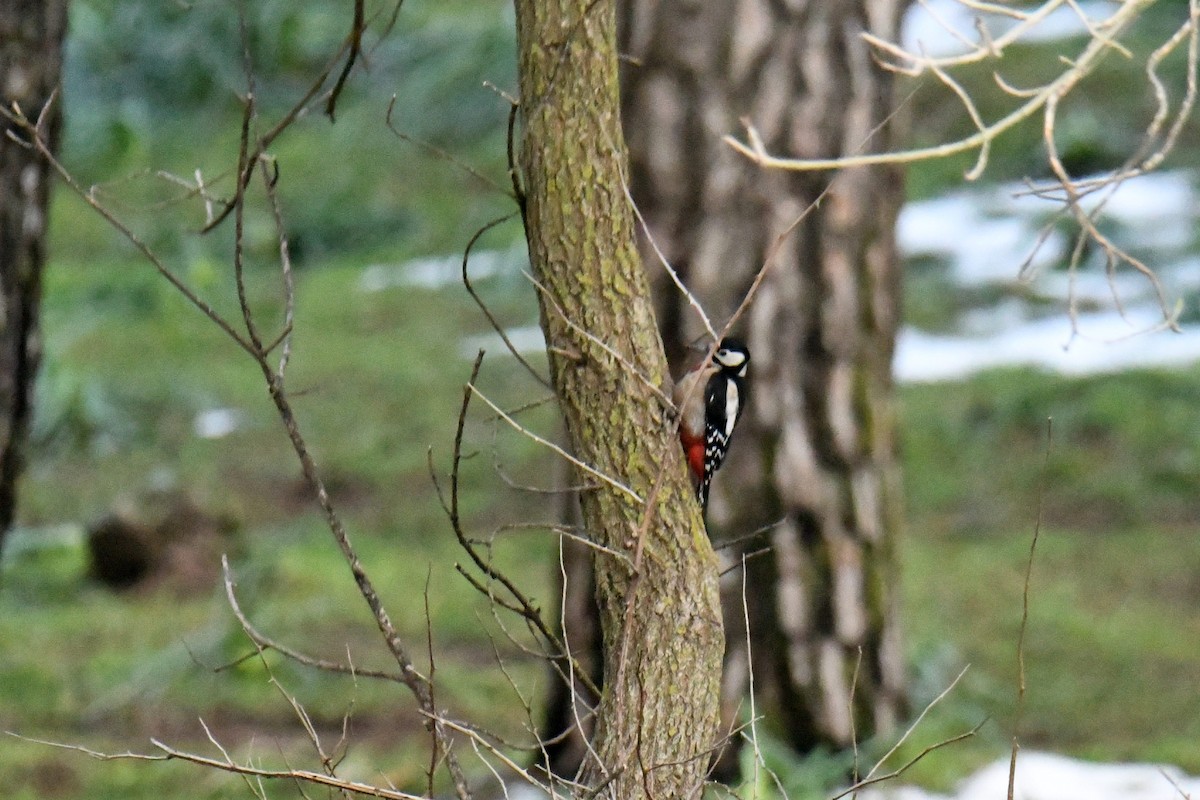 Great Spotted Woodpecker - ML549158961