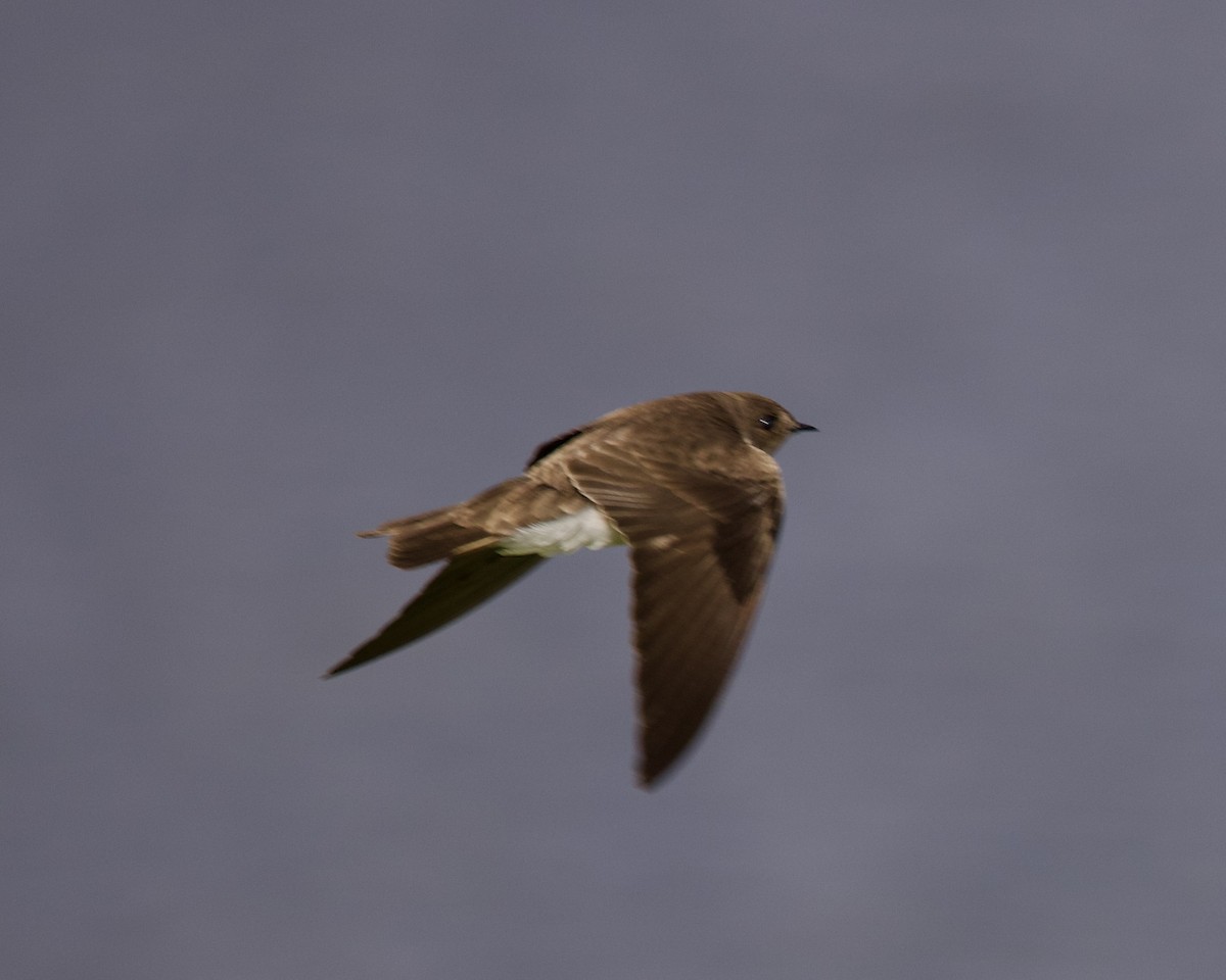 Northern Rough-winged Swallow - ML549160701
