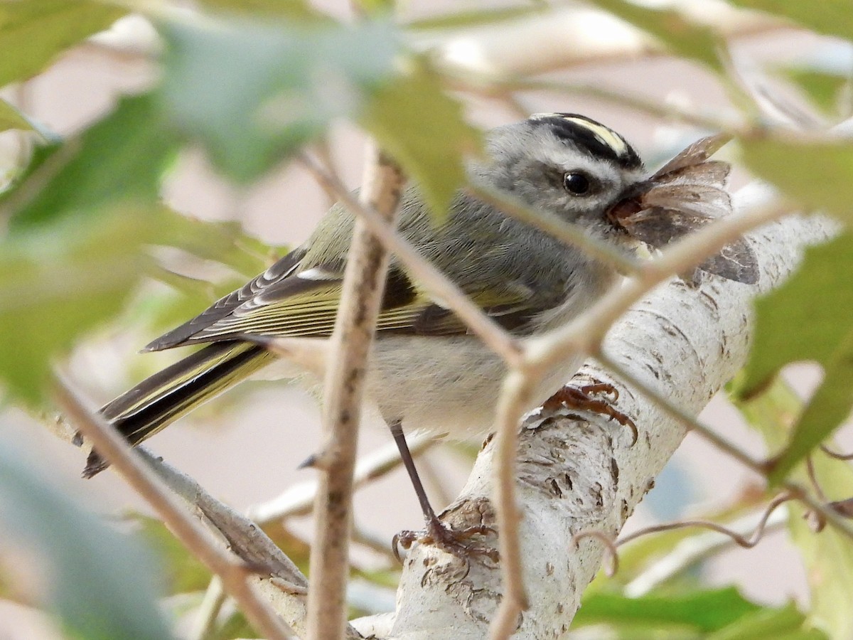 Golden-crowned Kinglet - ML549163011