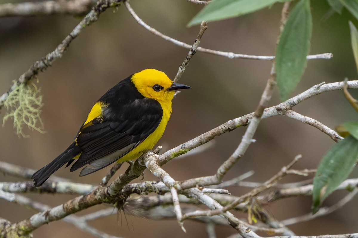 Black-and-yellow Tanager - ML549165311