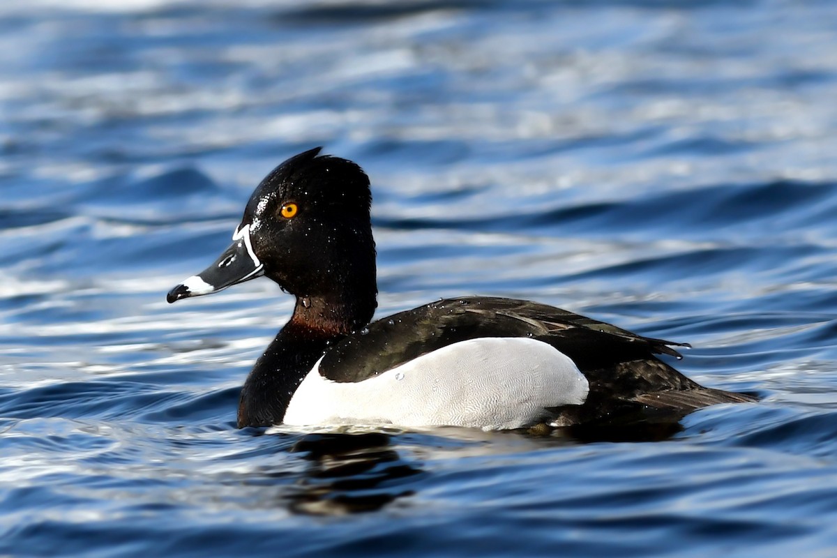 Ring-necked Duck - Dominic Cormier