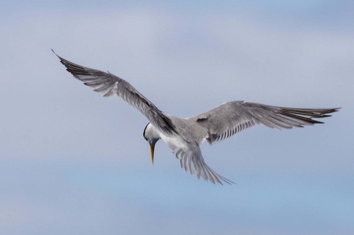 Great Crested Tern - ML549173101