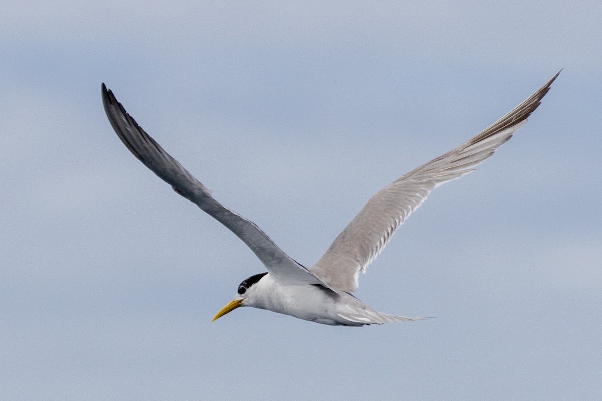 Great Crested Tern - ML549173111