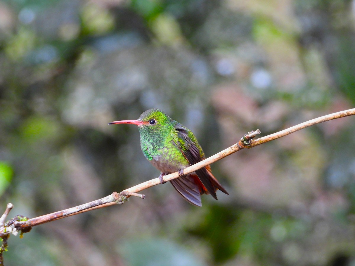 Rufous-tailed Hummingbird - ML549176181