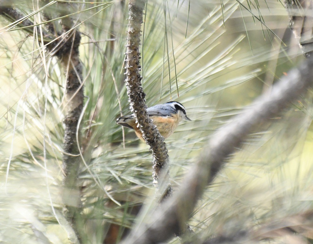 Red-breasted Nuthatch - ML549177091