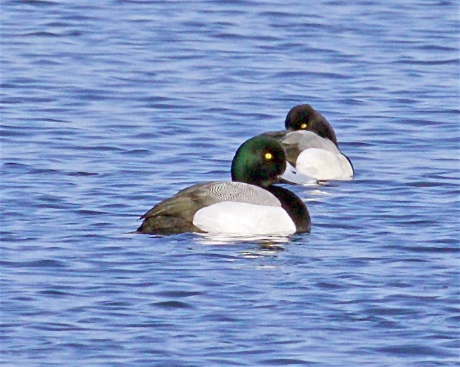 Greater Scaup - ML549177281