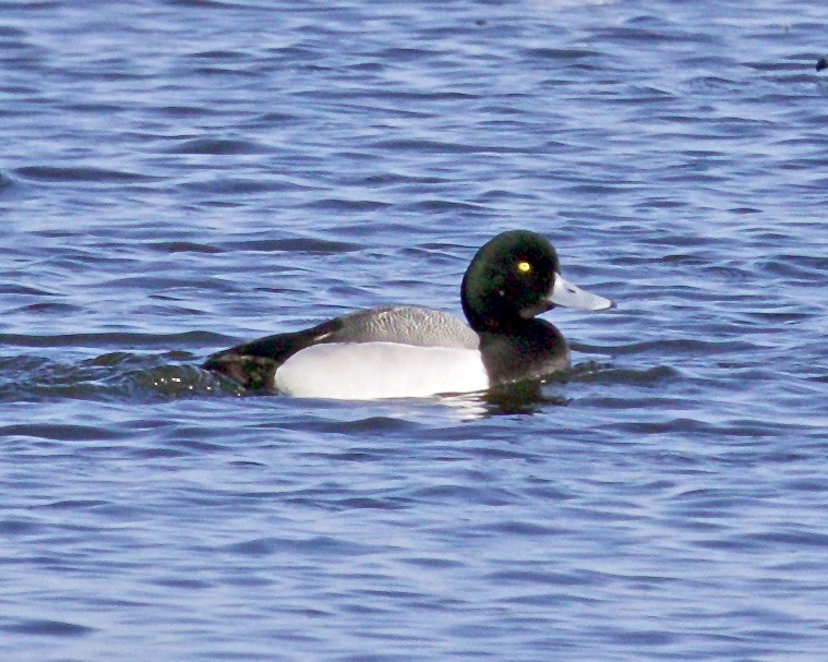 Greater Scaup - ML549177291