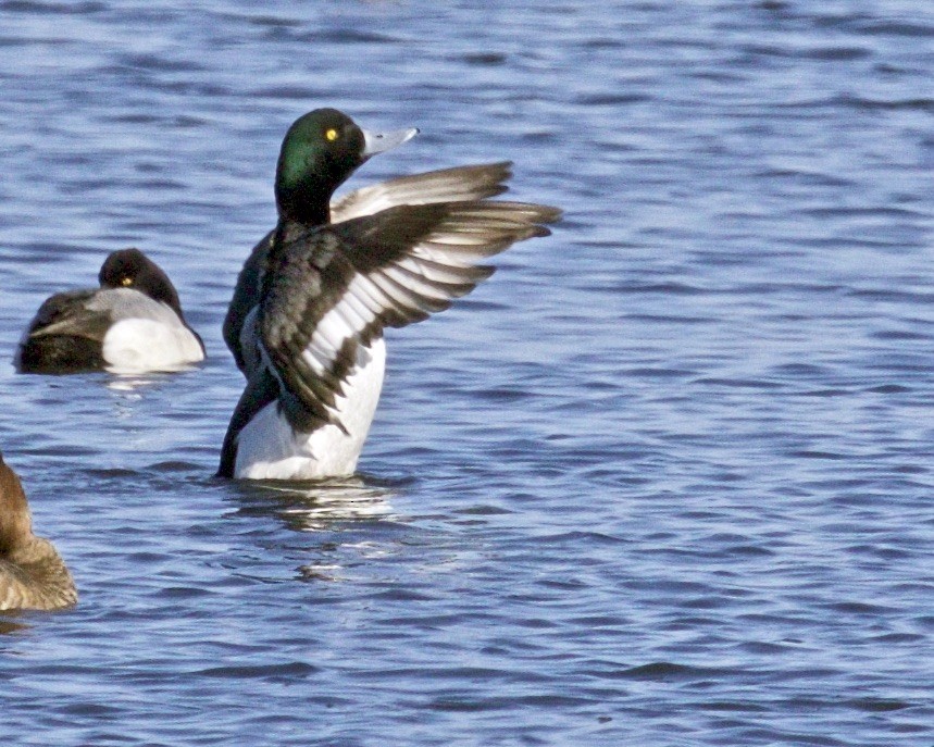 Greater Scaup - ML549177301