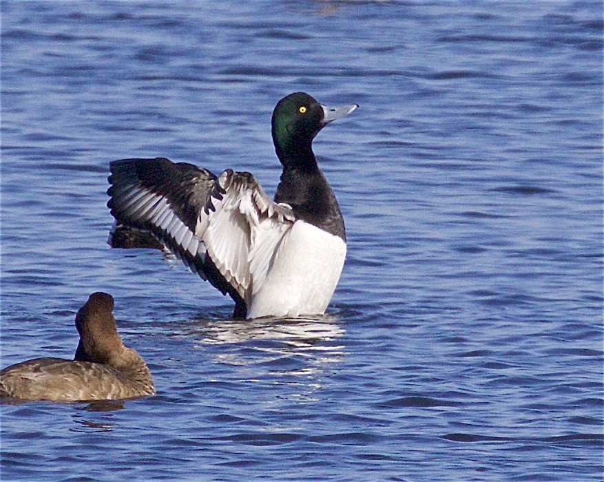 Greater Scaup - ML549177311