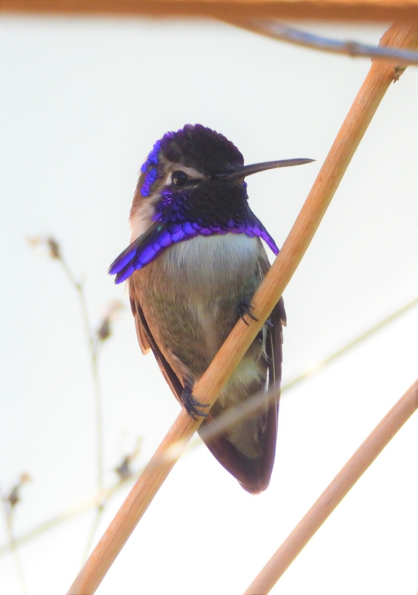 Costa's Hummingbird - ML549178801