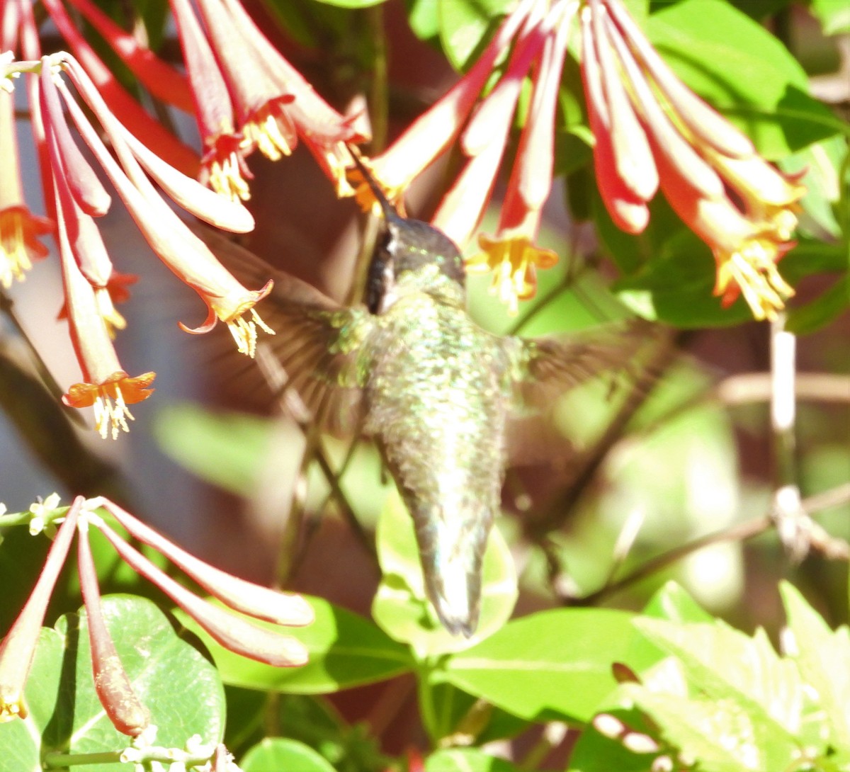 Costa's Hummingbird - ML549178821