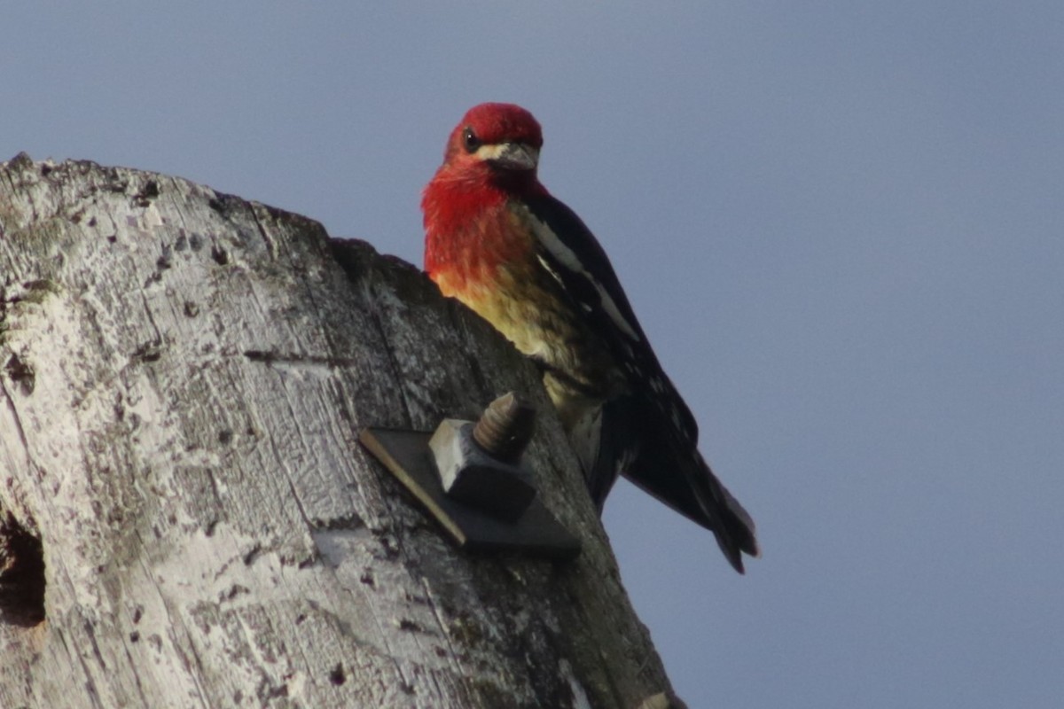 Red-breasted Sapsucker - ML549179281