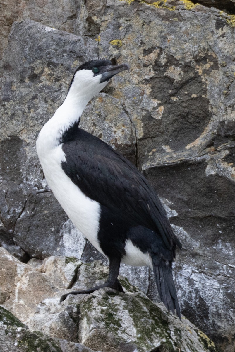 Black-faced Cormorant - ML549179441