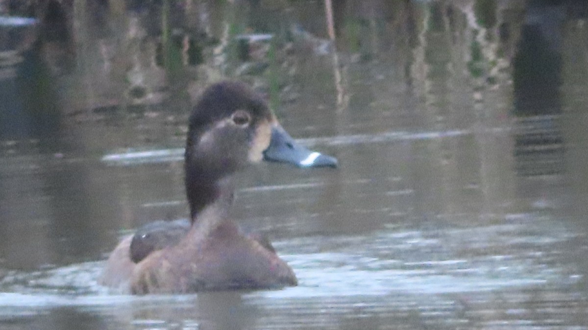 Ring-necked Duck - ML549180051