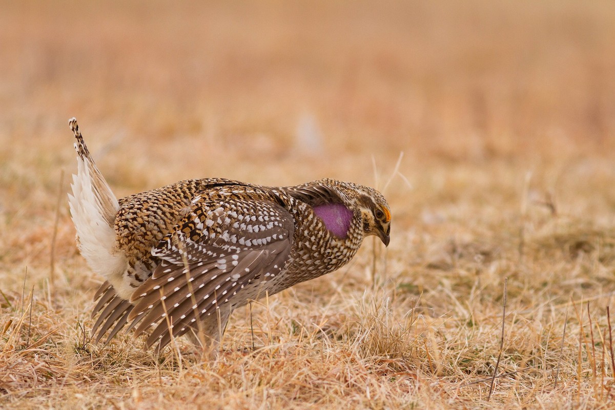 Sharp-tailed Grouse - Brian  Collins