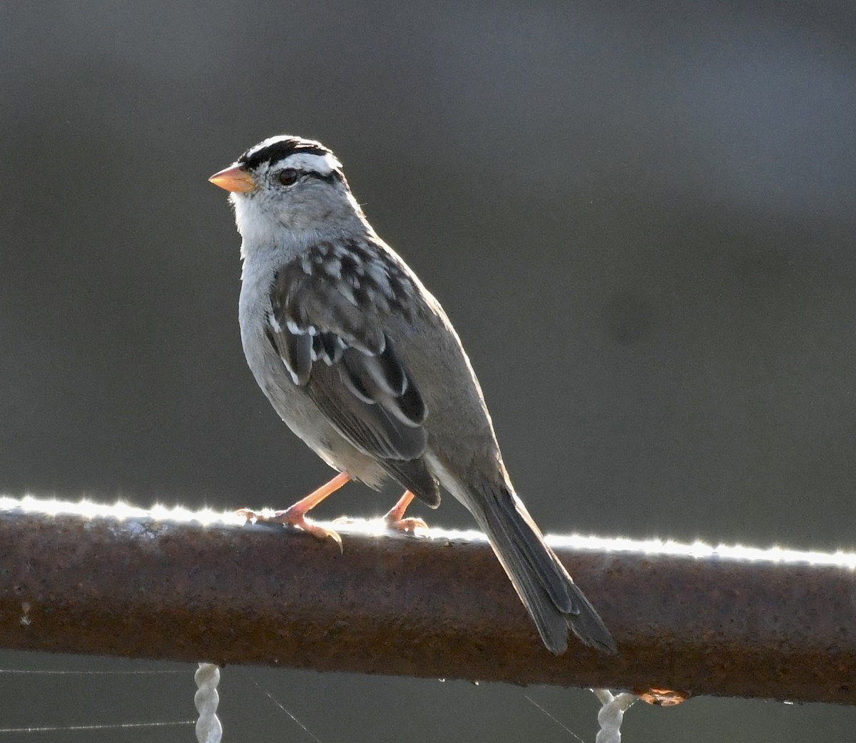 White-crowned Sparrow - ML549181361
