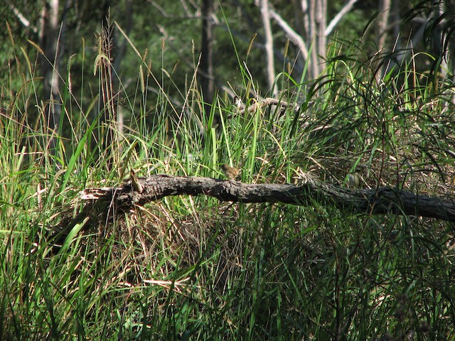 Example of habitat:&nbsp;Kempsey,&nbsp;New South Wales,&nbsp;Australia. - Red-backed Fairywren - 