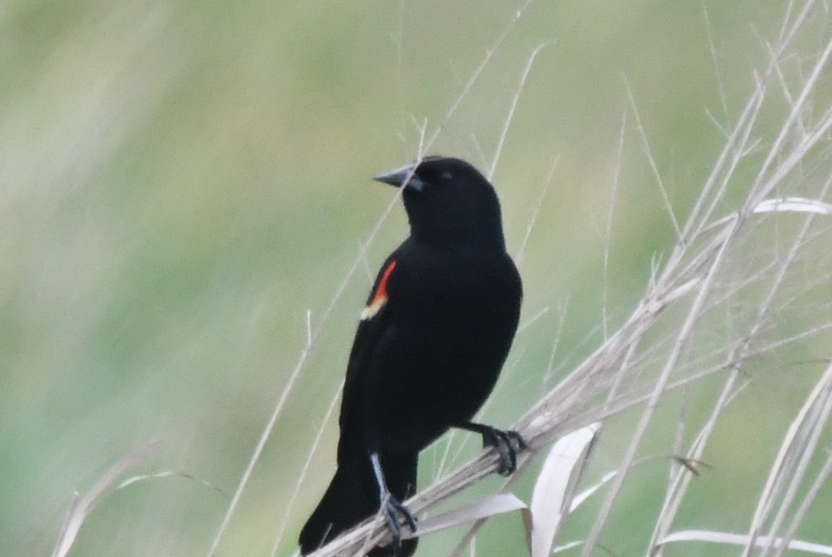 Red-winged Blackbird - ML549187591