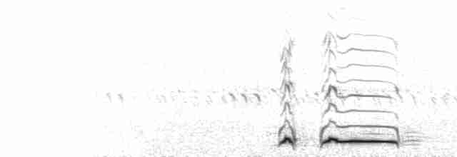  - Burrowing Owl (Western)