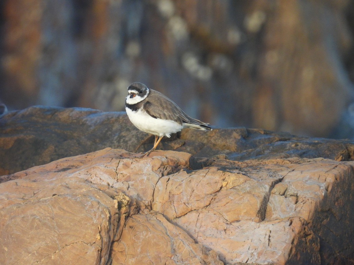 Semipalmated Plover - ML549199251