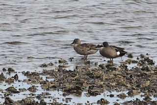 Blue-winged Teal, ML54919961
