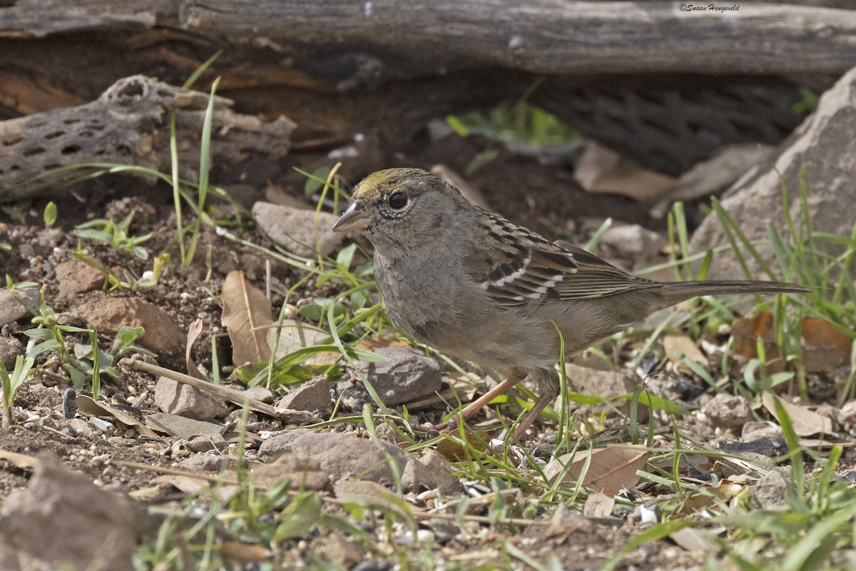 Golden-crowned Sparrow - ML549199911