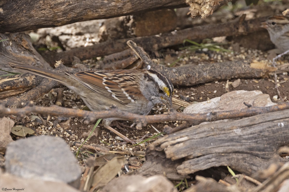 White-throated Sparrow - ML549200091