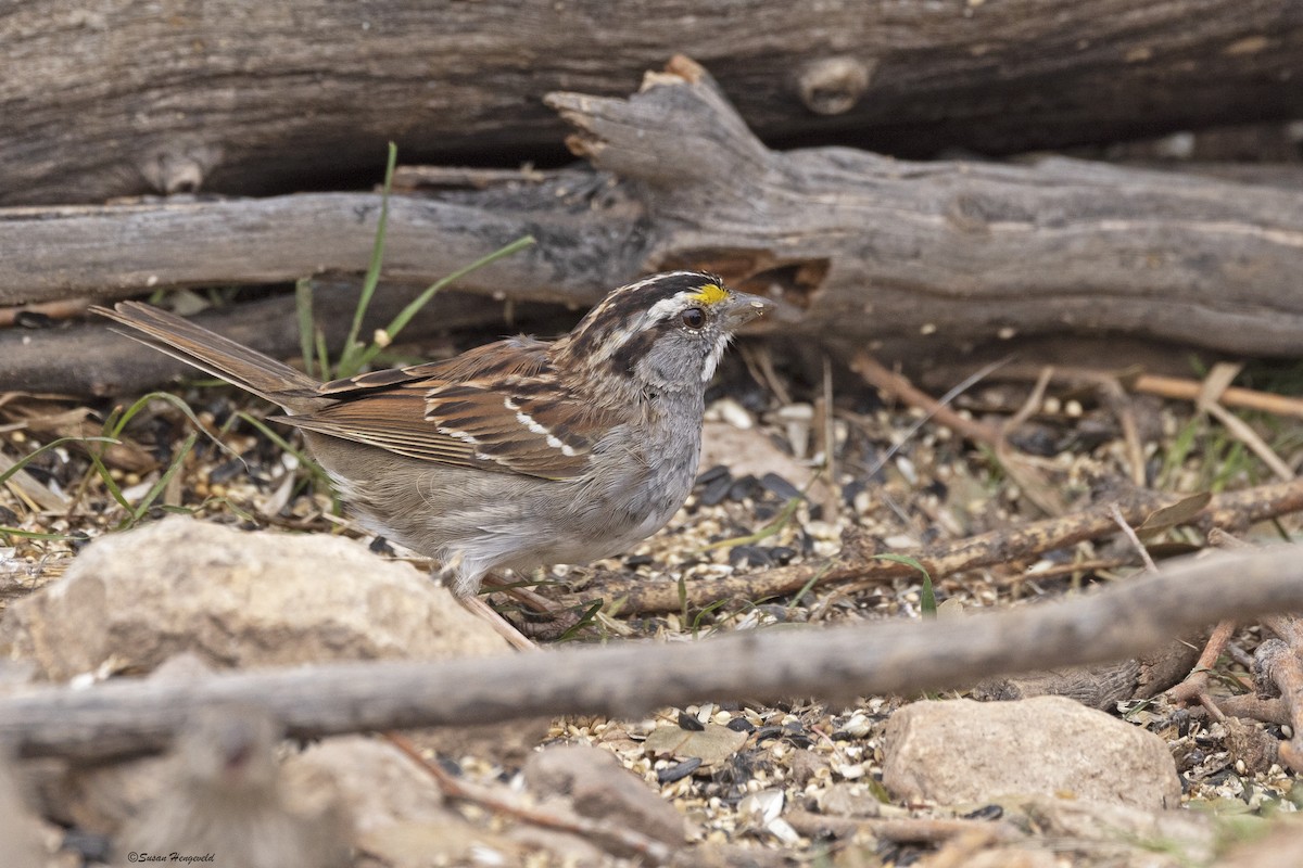 White-throated Sparrow - ML549200101