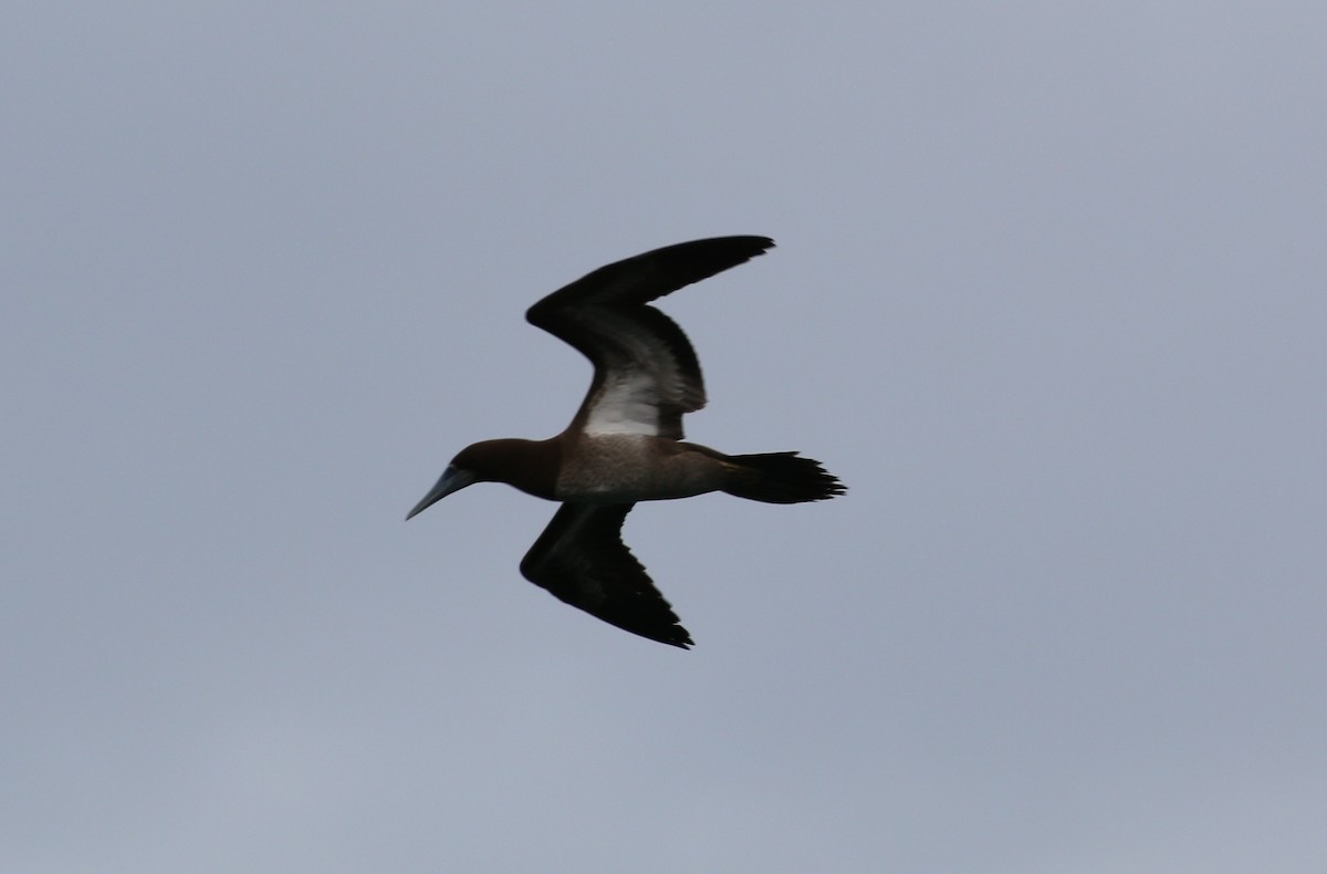 Brown Booby - ML54920151