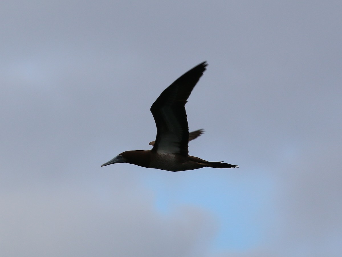 Brown Booby - ML54920191