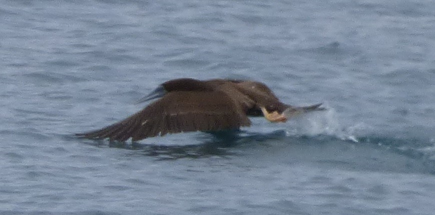 Brown Booby - ML54920231
