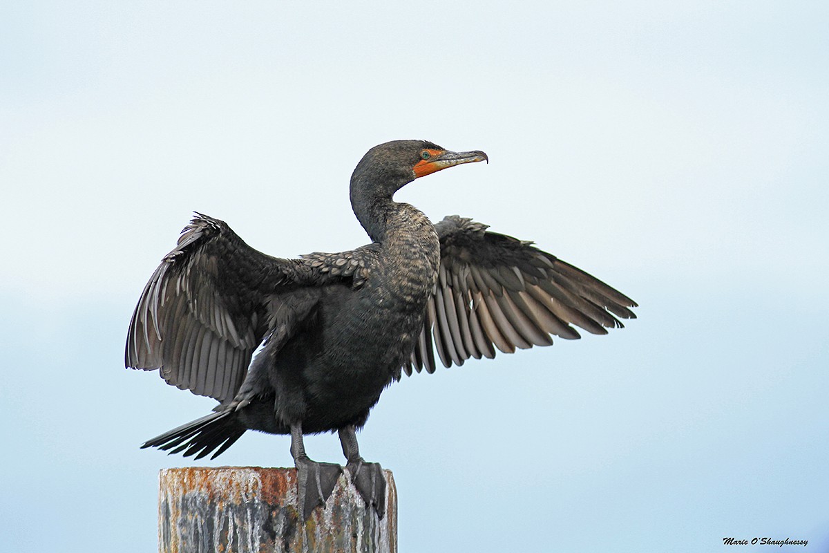 Double-crested Cormorant - Marie O'Shaughnessy