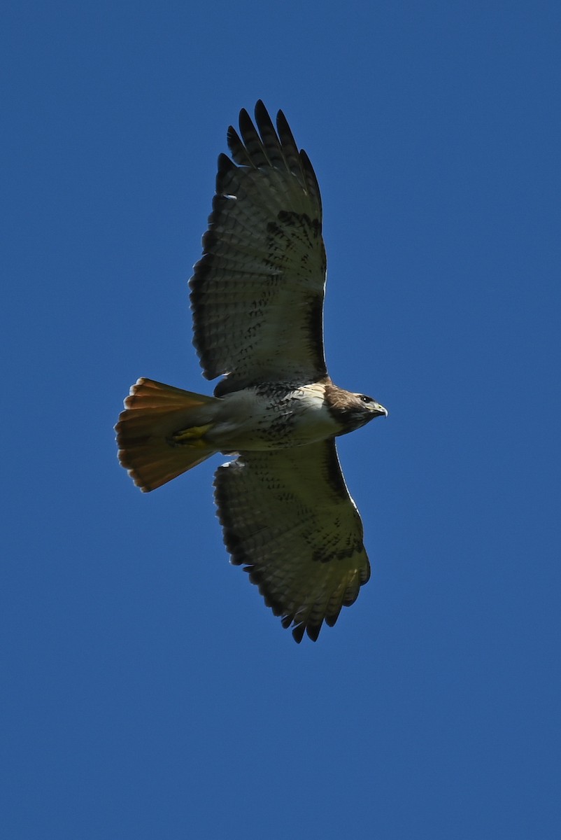 Red-tailed Hawk - ML549202851