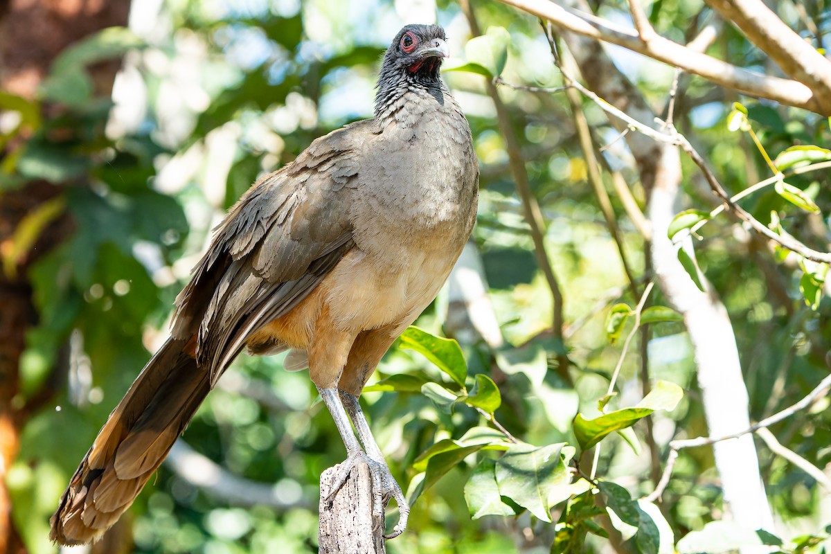 West Mexican Chachalaca - ML549209181