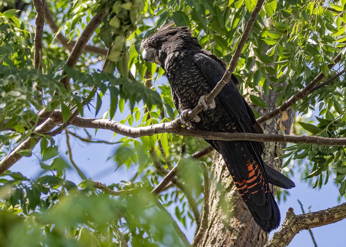 Red-tailed Black-Cockatoo - ML549209921
