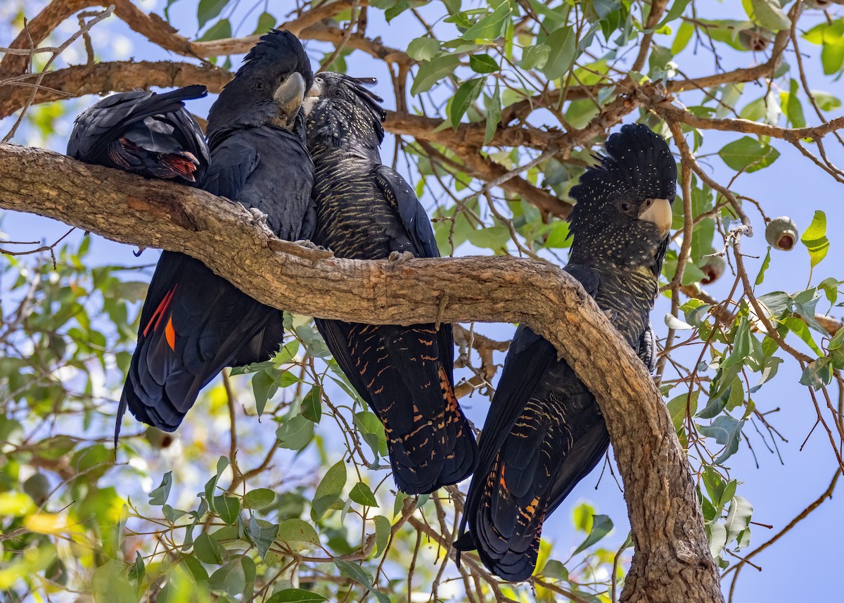 Red-tailed Black-Cockatoo - ML549209931