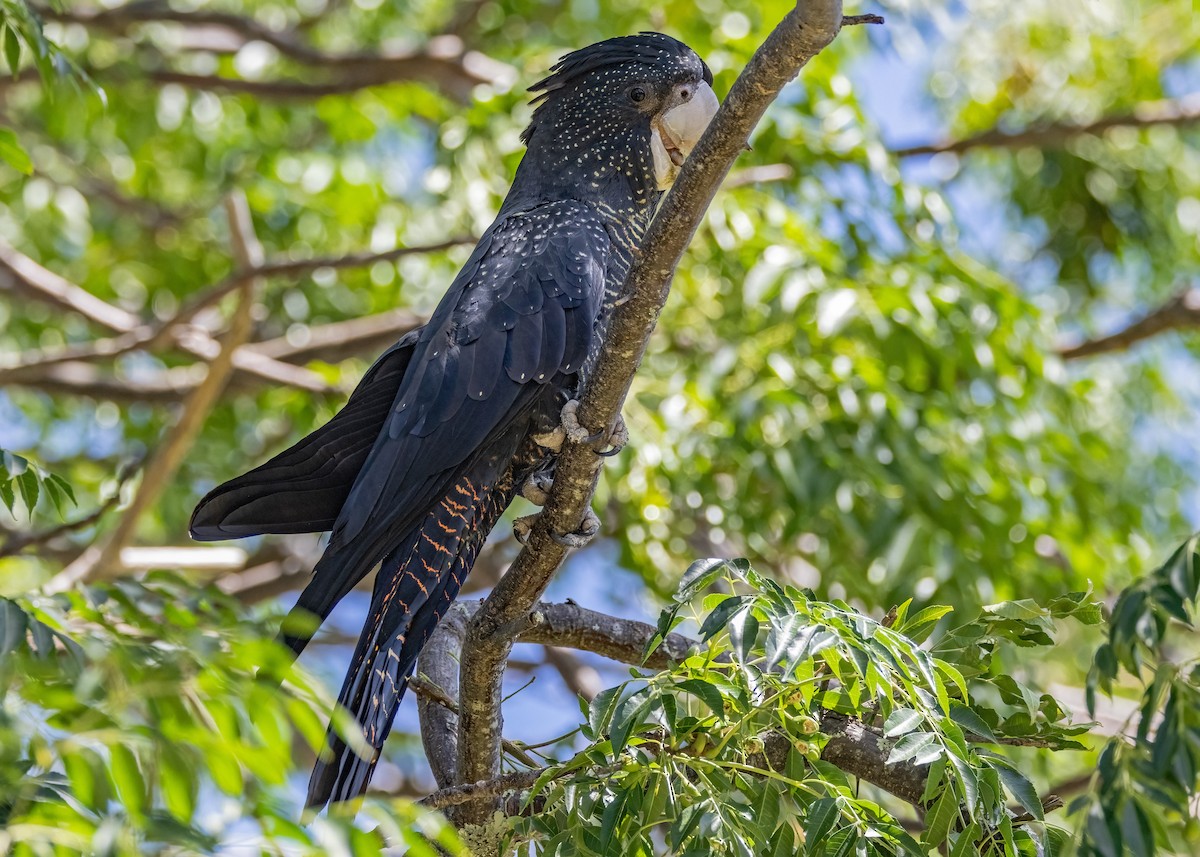 Red-tailed Black-Cockatoo - ML549209951