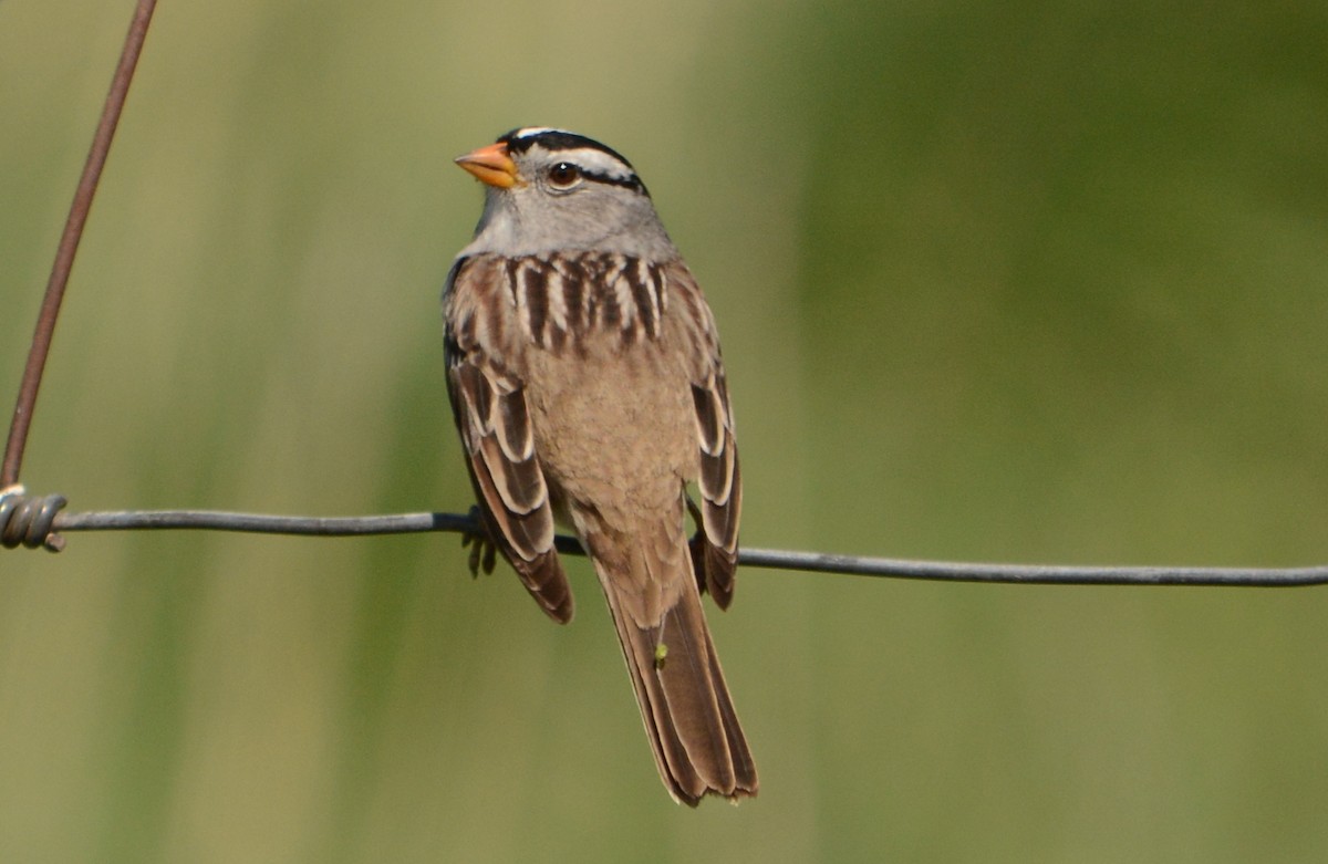 White-crowned Sparrow - ML54921051
